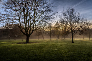 Fototapeta na wymiar Sunrise in foggy park shining with sun rays through the trees and branches. Beautiful scenic view on a silent and tranquil morning in an empty, vivid and colorful park.