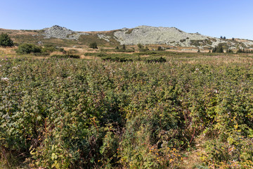 Fototapeta premium Autumn Panorama of Vitosha Mountain, Bulgaria