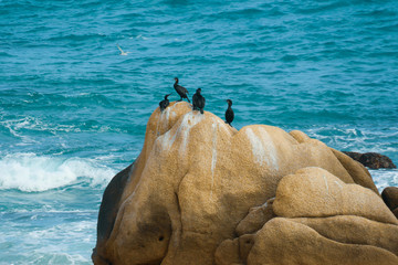 birds on the rocks in the ocean