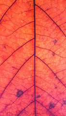 Obraz premium Blattstruktur