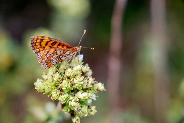 Butterfly On Oregano 8