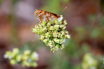 Butterfly On Oregano 6