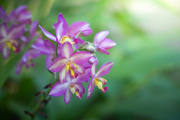 The background image of the colorful flowers