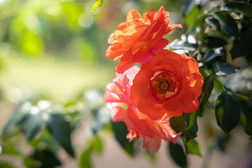 Roses in the garden