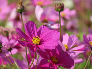 Obraz premium コスモス