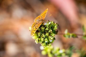 Butterfly On Oregano 5
