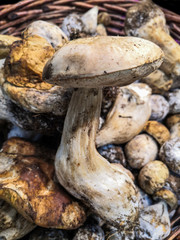  Close up on a  delicious mushroom