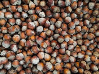  It's autumn and time to harvest hazelnuts