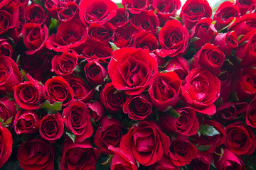 Several red roses wallpaper background 