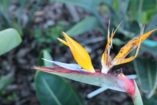 Flor