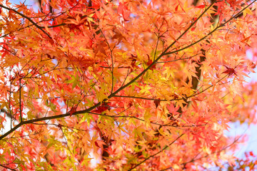 写真素材：法泉寺、紅葉、秋、もみじ、かえで、風景