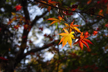 紅葉