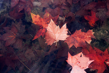 FROZEN TREE LEAVES ON POND WATER IN MADRID PARK. AUTUMN COLORS