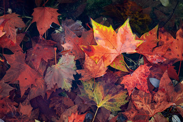FROZEN TREE LEAVES ON POND WATER IN MADRID PARK. AUTUMN COLORS