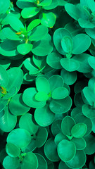 abstract background with clovers