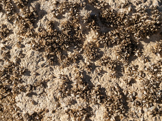 Invasive zebra mussels covering a rock