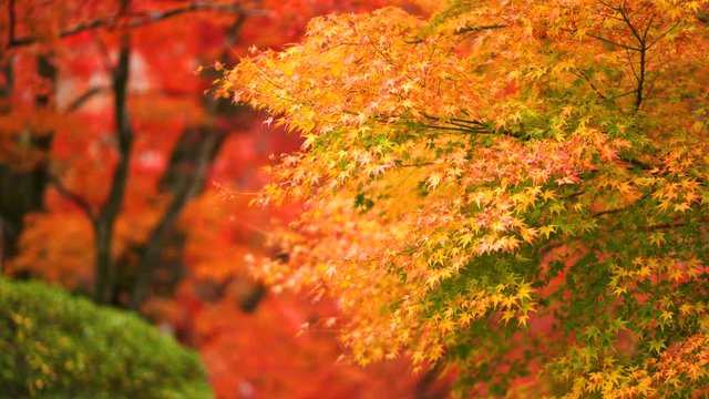 京都　紅葉　イメージ　2019