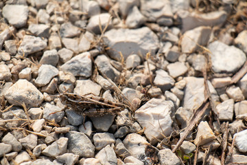 Grasshopper Camouflaged 3