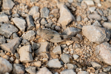 Grasshopper Camouflaged 5
