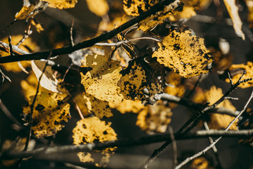 A branch of yellow and black aspen with necrosis.