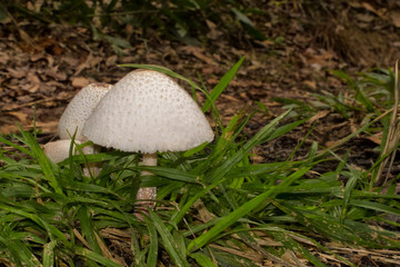 Closeup of fungi growing near Kuranda in Tropical North Queensland, Australia