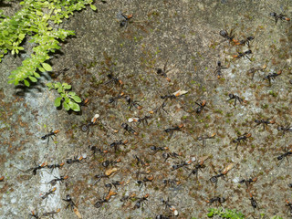 Spider ants migrating to high ground ahead of heavy rain near Kuranda in Tropical North Queensland, Australia
