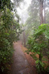 Rain in the rainforest with concrete road near Kuranda in Tropical North Queensland, Australia