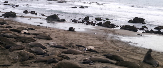 Wildlife