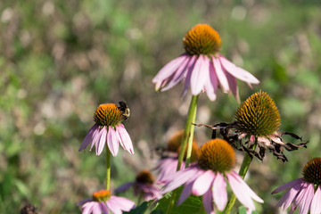 Eastern Purple Coneflower