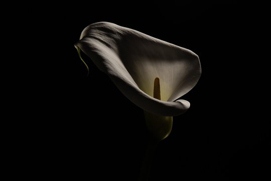 Calla lily with black background and dramatic light close up