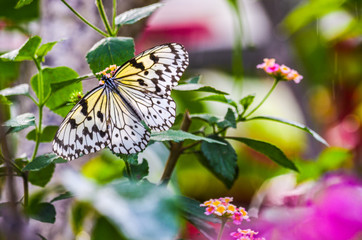 butterfly on flower