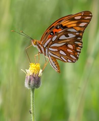 Great Spangled Fritillary Butterfly