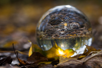 Obraz premium forest through a bruning glass