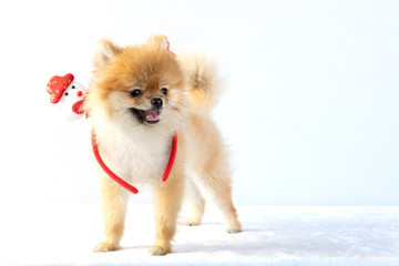 Pomeranian dog wear snowman headband in christmas eve on white background