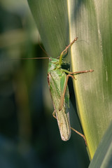 Great Green Bush-cricket (Tettigonia viridissima) on a corn leaf