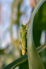 Great Green Bush-cricket (Tettigonia viridissima) on a corn leaf