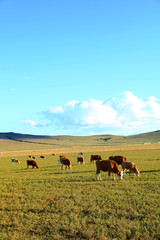 A herd of cattle are eating grass on the grassland