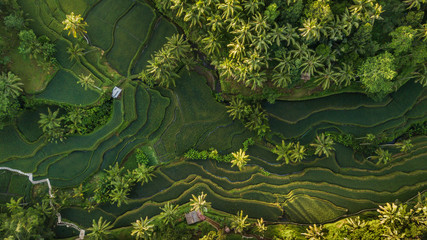 Weelderig groen rijstterrasveld met palmboom en regenwoud tropische jungleplantage