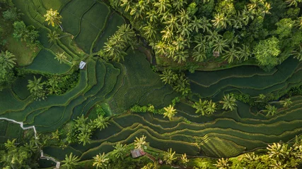 Fotobehang Rijstvelden Weelderig groen rijstterrasveld met palmboom en regenwoud tropische jungleplantage