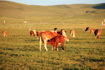 A herd of cattle are eating grass on the grassland