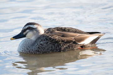 Spot-billed duck in Lake Hyoko, Niigata prefecture, Japan