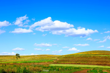 Fototapeta na wymiar The beautiful scenery of the grassland