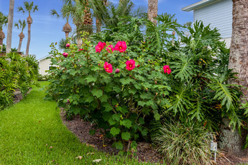 Red flowing bush with palm trees nearby