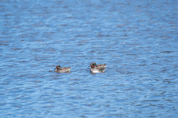 Teals in Lake Hyoko, Niigata prefecture, Japan