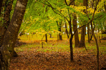 平林寺　紅葉