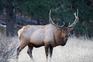 Elk in the meadows during the autumn season 