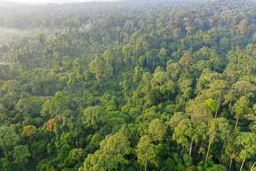 Fototapeta na wymiar Aerial view of Tropical Rainforest in Malaysia