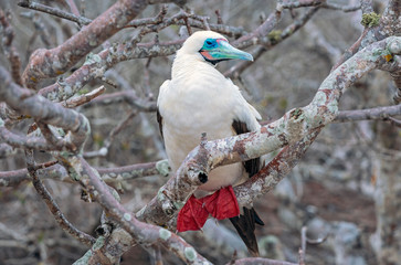A white phased red footed booby (sula sola) on a branch with the strong red coloured feet, Genovesa...