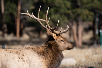 Elk in the meadows during the autumn season 