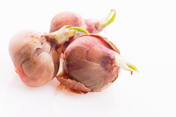 Tree onions, topsetting onions, walking onions or Egyptian onions Allium proliferum